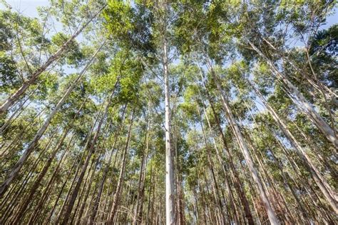 It is a strenuous process because the yield of oil is 1 to 2% of the wet plant, which means it. Forest gum tree plantation with paths and undergrowth ...