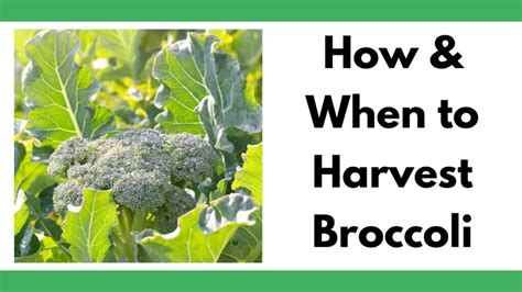 How And When To Harvest Broccoli Are You Making A Common Broccoli