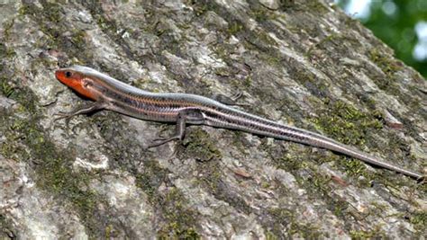 Five Lined Skink Eumeces Fasciatus Reptile