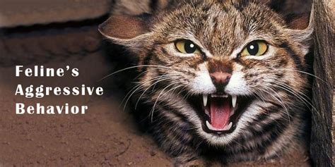 A Comprehensive Guide On Felines Aggressive Behavior