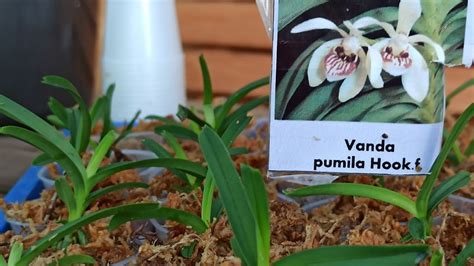 Schritt Für Schritt Anleitung Vanda Pumila Orchidee Pikieren Teil 1