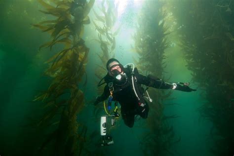 Top 3 San Diego Kelp Forests For Diving Scuba Diver Girls