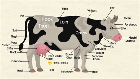 Parts Of A Cow Useful Cow Anatomy With Pictures • 7esl Parts Of A Cow Travel Words Writers Help