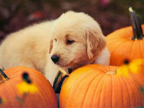 Dogs And Halloween Wallpapers Wallpaper Cave