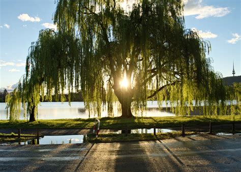 Willow Trees A Long History With Healing — The Living Urn