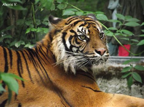 Le Tigre De Sumatra Mon Blog Photo Zooparc De Beauval Et Autres