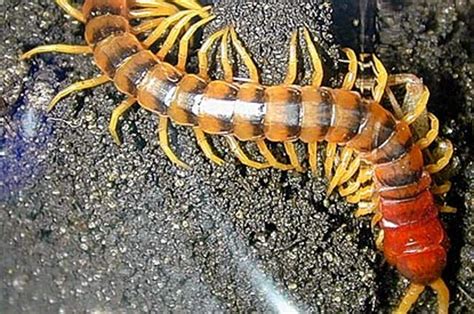 Poisonous Asian Centipede Bit Woman In Bed London Evening Standard