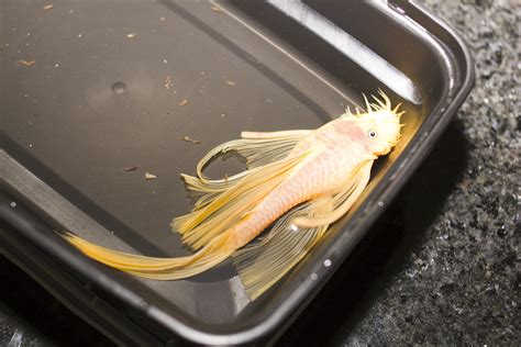 Albino Long Finned Bushy Nose Plecostomus