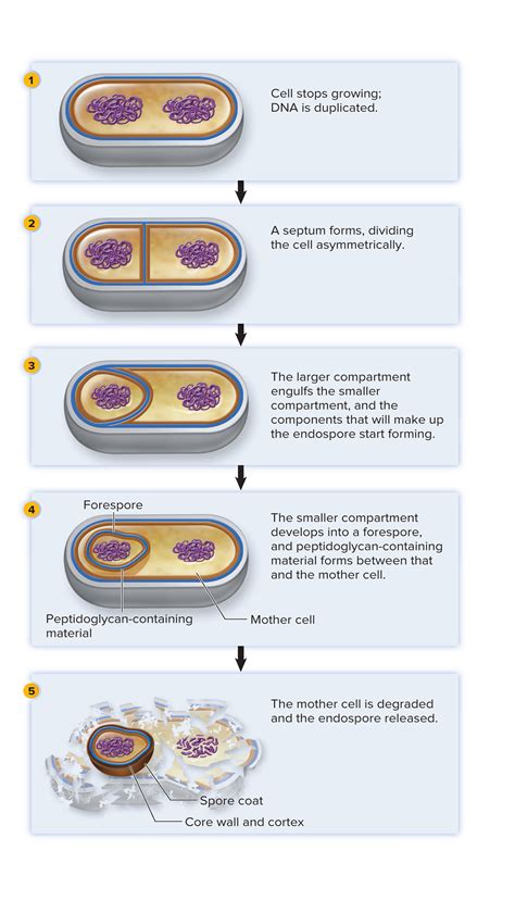 Sporulation Bacterial Endospore Formation Microbiology Medicine