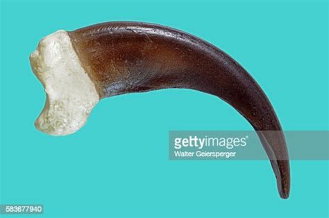 Grizzly Bear Claw High Res Stock Photo Getty Images