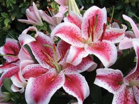 Toxic plants for cats early spring flowers virginia creeper evergreen garden simple signs poisonous. Lilies or a Lily can kill your cat within hours ...