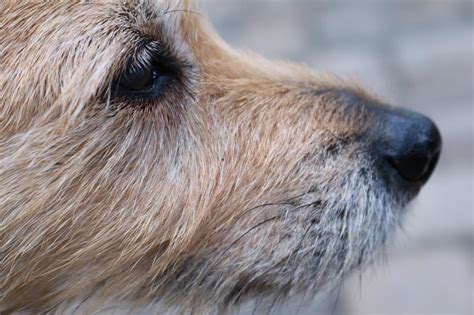Dog Snout Pet Closeup View Free Image Download