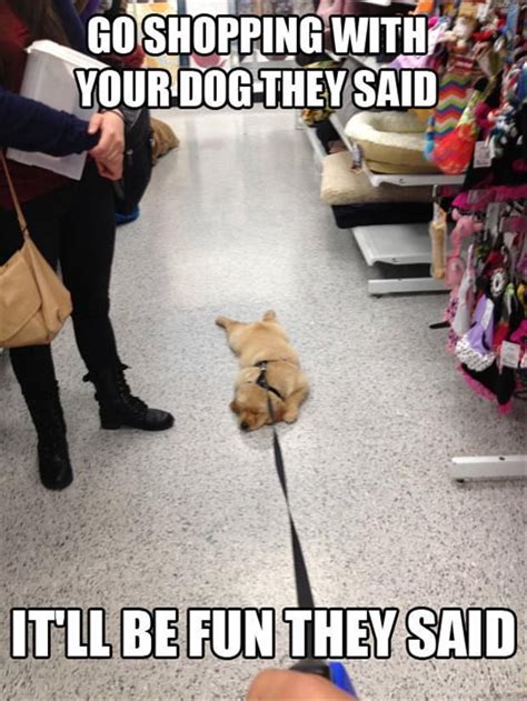 Go Shopping With Your Dog They Said Itll Be Fun They Said Oh Yeah
