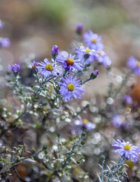 Blue Aster Flowers Stock Image Image Of Drop Blossom 172549423