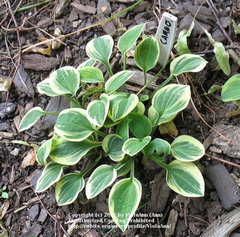 Photo Of The Entire Plant Of Hosta Cameo Posted By Violaann