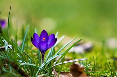 Crocus Flower Interesting Facts And Saffron Uses A To Z Flowers