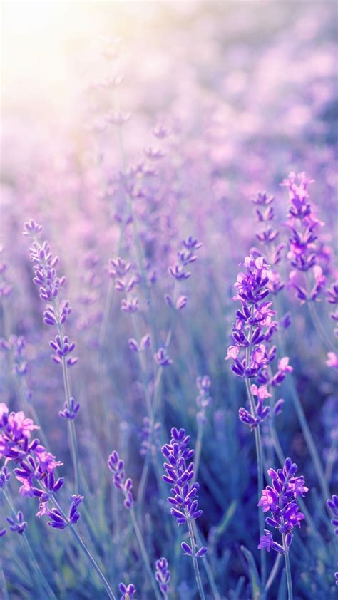 20 Best Lavender Wallpaper Aesthetic Ipad You Can Get It Without A