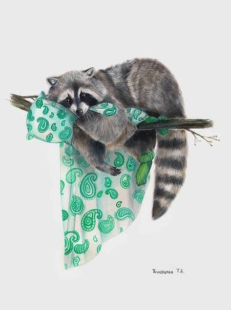 Art And Illustration Raccoon Illustration Illustration Mignonne