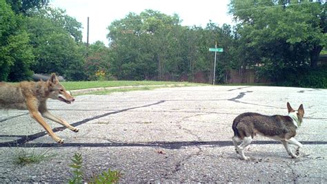 Coyote Attack Caught On Camera Austin Animal Center Warns