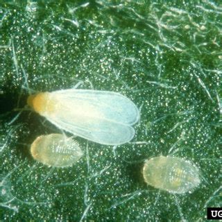 These pests are able to feed on many agricultural plants and migrate between greenhouses. Shore fly adult caught on a yellow sticky card. Note clear ...