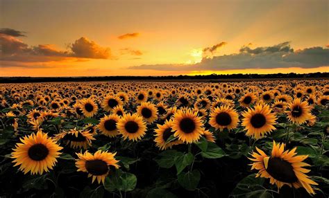 Aesthetic Sunflower Computer Wallpapers Top Free Aesthetic Sunflower