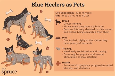 Blue Heeler Australian Cattle Dog Characteristics And Care