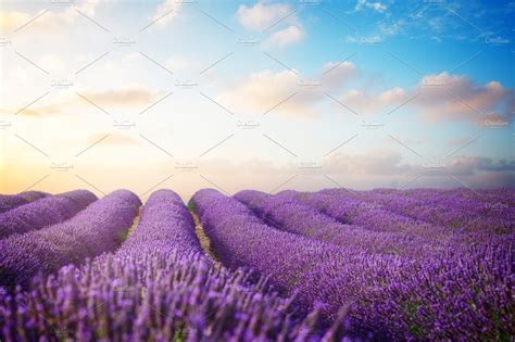 Lavender High Quality Nature Stock Photos ~ Creative Market