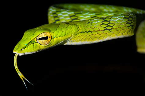 Asian Vine Snake Animal Facts Ahaetulla Prasina A Z Animals