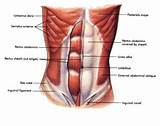 Pictures of Core Muscles Sore