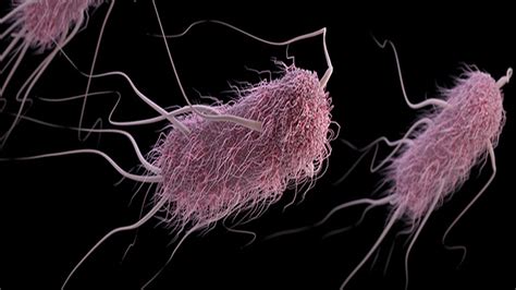 Infección por Escherichia coli causas síntomas y tratamiento