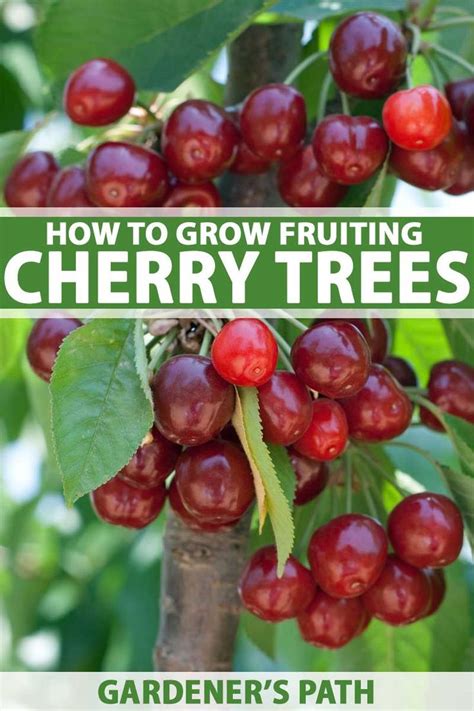 Maybe you would like to learn more about one of these? How to Grow and Care for Fruiting Cherry Trees | Growing ...