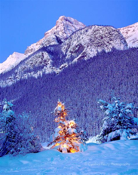 Winter In The Rockies Wallpaper Wallpapersafari