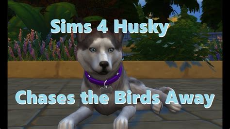 Cute Sims 4 Husky Chases Birds Away Simskeleton Youtube