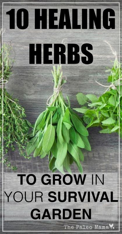10 Healing Herbs To Grow In Your Survival Garden