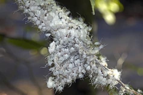 Little White Bugs In My House Plant Soil