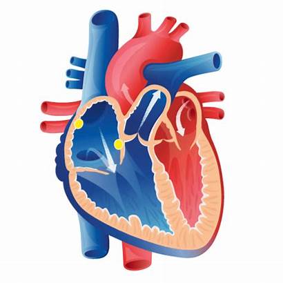 Herz Cardiac Sinus Rhythm Ch Hirslanden Normal