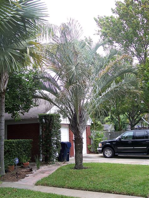 Quality Dypsis Decaryi Palm Trees West Coast Trees