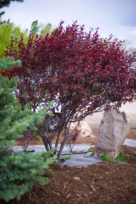 I have two of purple leaf plums, one in the front yard and one on the side. PLUM PURPLE LEAF SANDCHERRY For Sale in Boulder Colorado