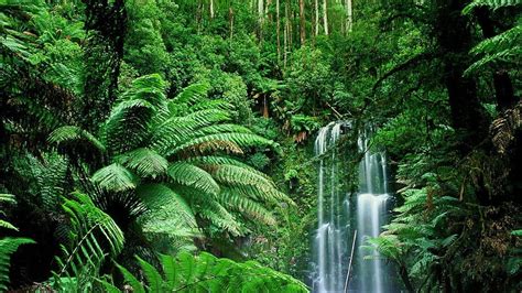 Jungle Waterfall Waterfall Forest Waterfall Tropical Rainforest