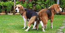 Dogs Mating - All You Need To Know