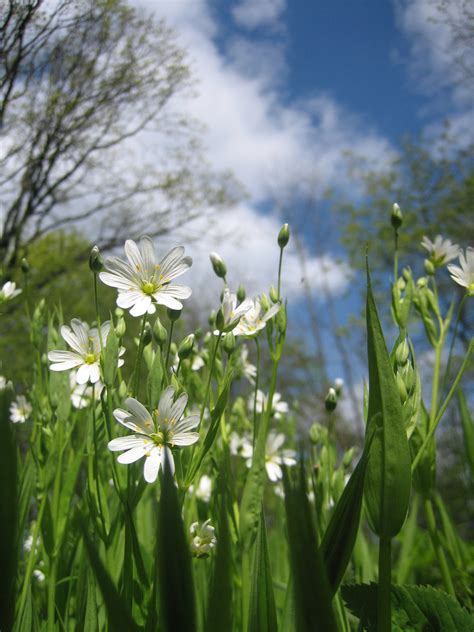 Free Images White Flowers Flower Daisy Green Grass Sky Clouds