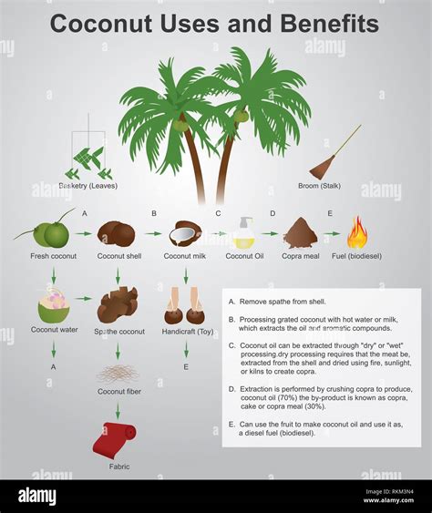 Benefits Of Palm Tree Fruit Hi Res Stock Photography And Images Alamy