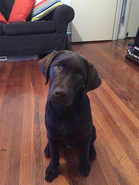 Benson Chocolate Lab Pup With Green Eyes 4 Months Old Lab Puppies