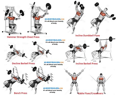 Chest Training Program For Muscle Mass Definition And Strength All