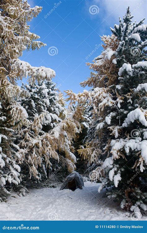 In Wood After A Snowfall Stock Photo Image Of Wilderness 11114280