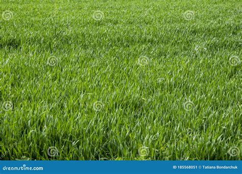 Tall Bright Lush Green Grass Grass Texture Stock Image Image Of Shadow Field 185568051
