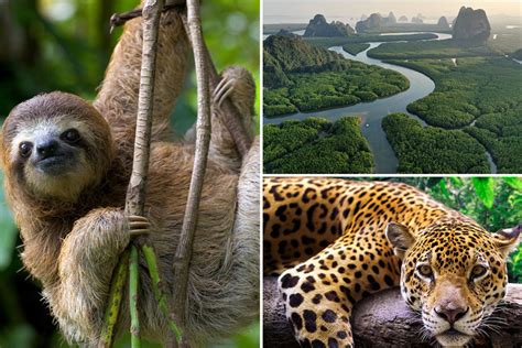 They are diurnal animals and live in the trees of the amazon rainforest. Where is the Amazon rainforest, how long has it been around and what exotic animals call it home ...