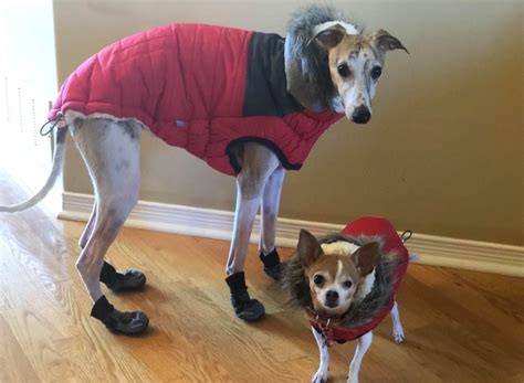 Veterinary technician at winters chapel animal hospital. Winter Hazards | Lynwood Animal Hospital