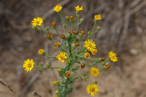See more of yellow daisy on facebook. Telegraph Weed | Nature Collective