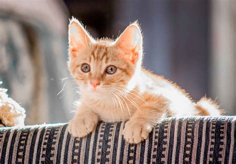 Warmer And Longer Days Mean Its Kitten Season ⋆ Rspca Tasmania